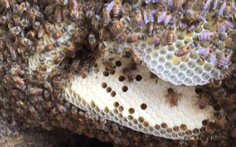 蜜蜂家裡築巢 有佛緣的手相